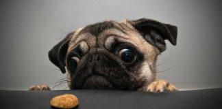 Wget Examples Wget Examples