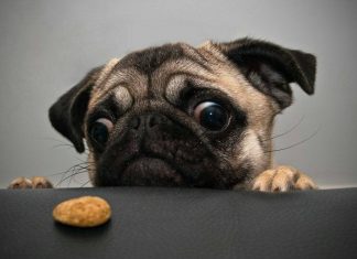 Wget Examples Wget Examples