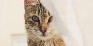 Bash and Expect Snippets Bash and Expect Snippets