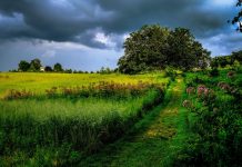 Longwood Gardens, August 2019