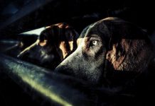 Verifying SNMP Connectivity on Multiple Hosts