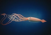 Validating HTTPS Cache Peers for Squid