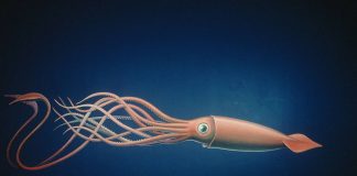 Validating HTTPS Cache Peers for Squid