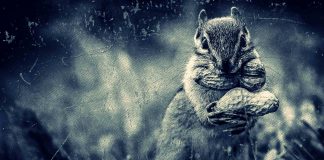 Bash Scripts and MySQL