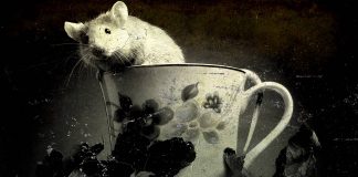 Generating IP Whitelists